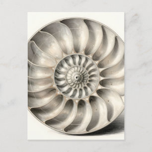 Cartão Postal Espiral Geométrica de Concha Náutilo Metálica