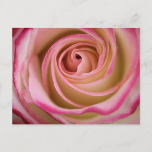 Cartão Postal Espiral Rosa Delicada