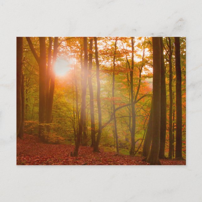 Cartão Postal Esplendor de outono (Frente)