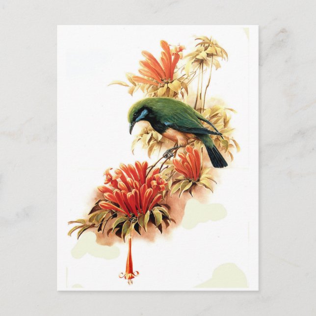 Cartão Postal Esplendor tropical (Frente)