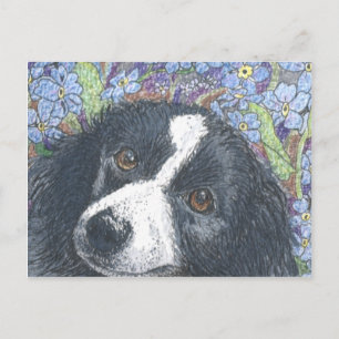 Cartão Postal "Esqueça-me não", disse o Border Collie.