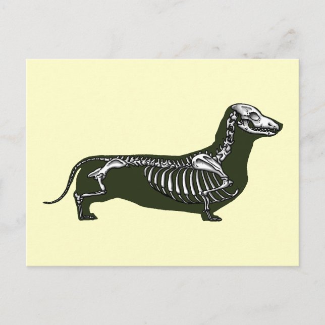 Cartão Postal esqueleto de dachshund (Frente)