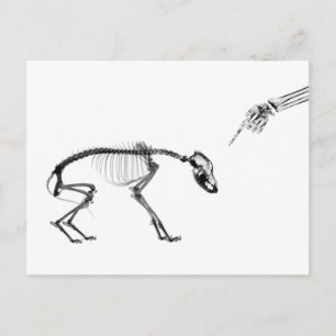 Cartão Postal Esqueleto de Raios X de Cão Mau em Preto e Branco