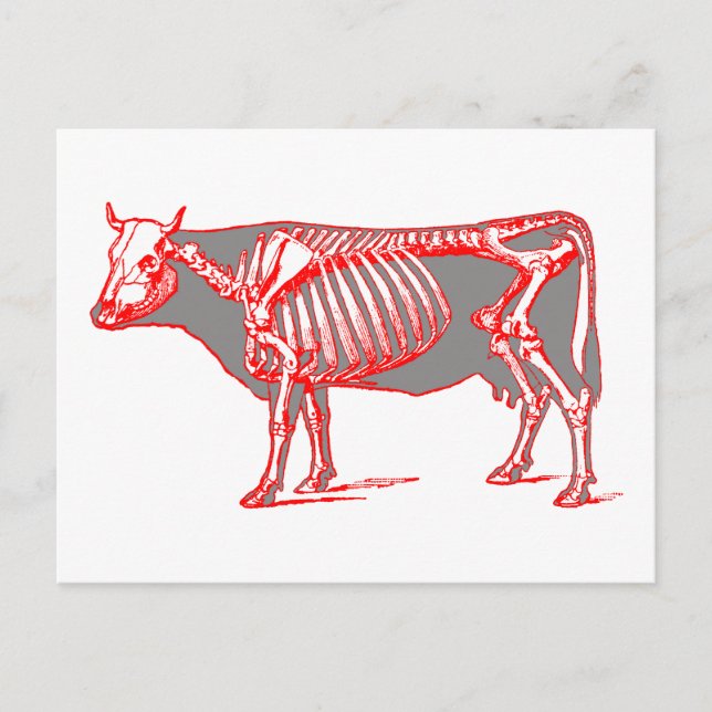 Cartão Postal Esqueleto de vaca (Frente)