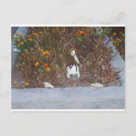 Cartão Postal Esqueleto em Marigolds