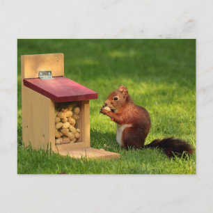 Cartão Postal Esquilo