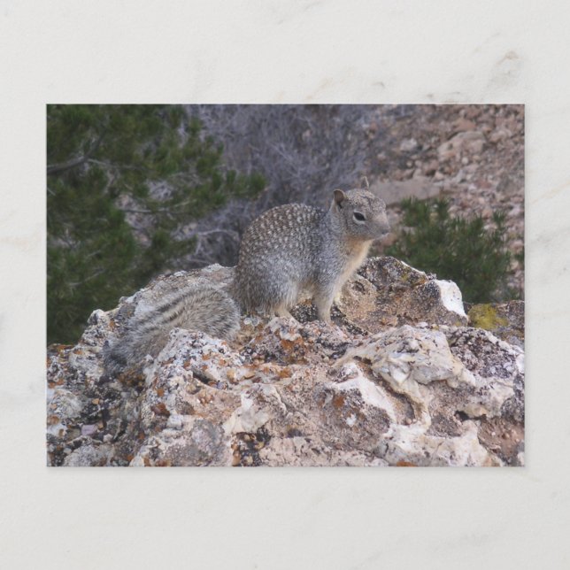 Cartão Postal Esquilo (Frente)