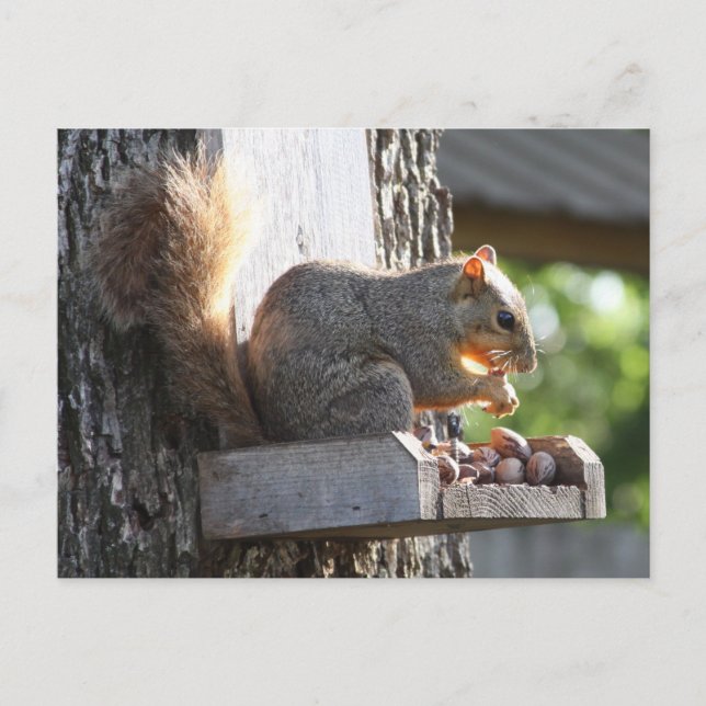 Cartão Postal Esquilo (Frente)