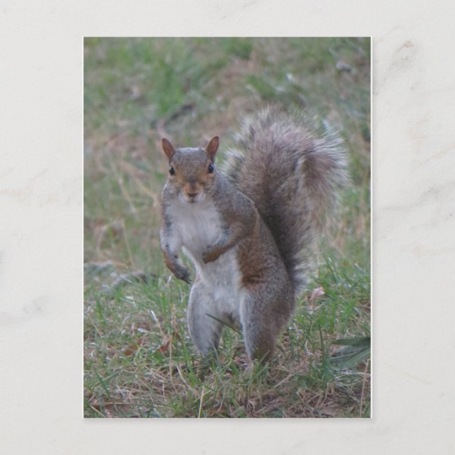 Cartão Postal Esquilo (Frente)