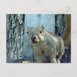 Cartão Postal Esquilo