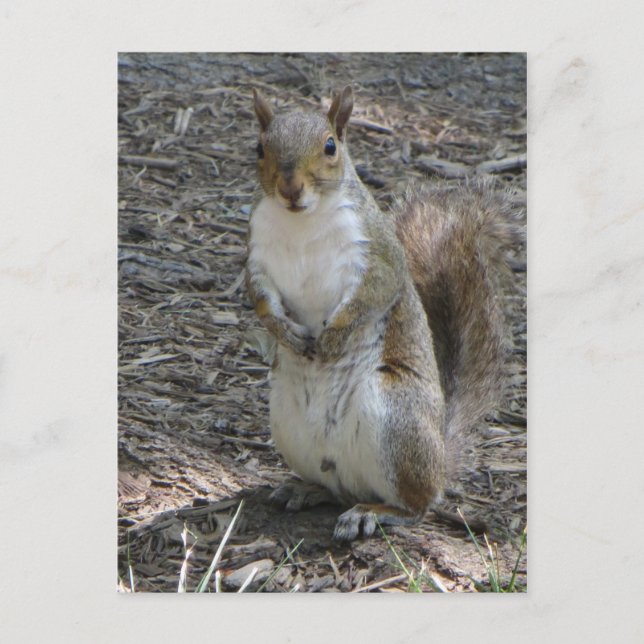 Cartão Postal Esquilo (Frente)