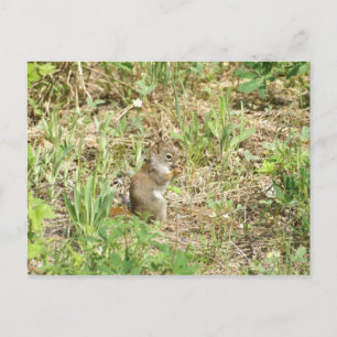 Cartão Postal Esquilo
