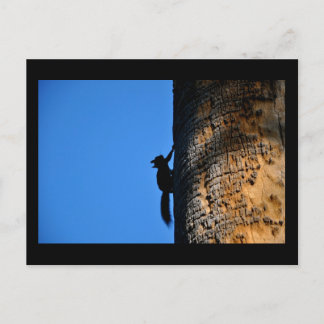 Cartão Postal Esquilo