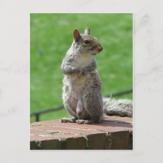 Cartão Postal Esquilo (Frente)