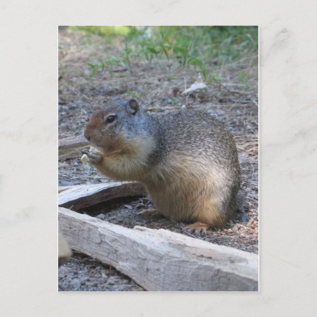Cartão Postal esquilo (Frente)