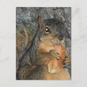 Cartão Postal Esquilo Adorável de Raposa em uma Árvore Comendo