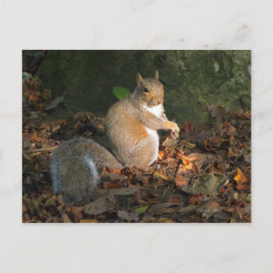 Cartão Postal Esquilo-cinzento - Bute Park, Cardiff, País de Gal