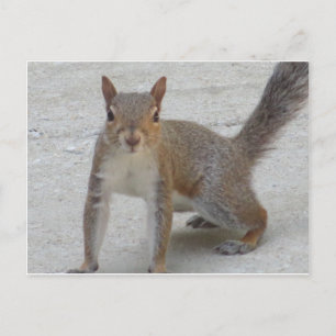 Cartão Postal Esquilo Curioso