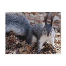 Esquilo de cinza bonito no outono