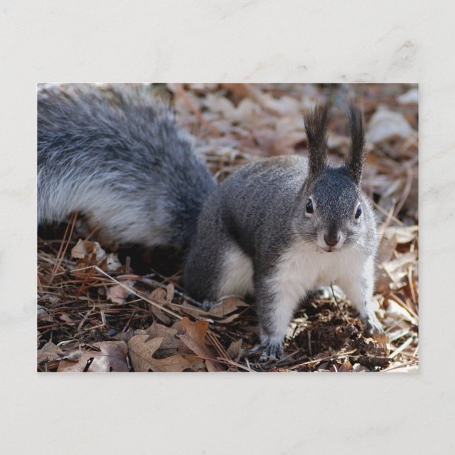 Cartão Postal Esquilo de cinza bonito no outono (Frente)