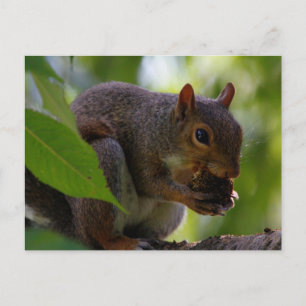 Cartão Postal Esquilo de Cinza oriental comendo uma casca