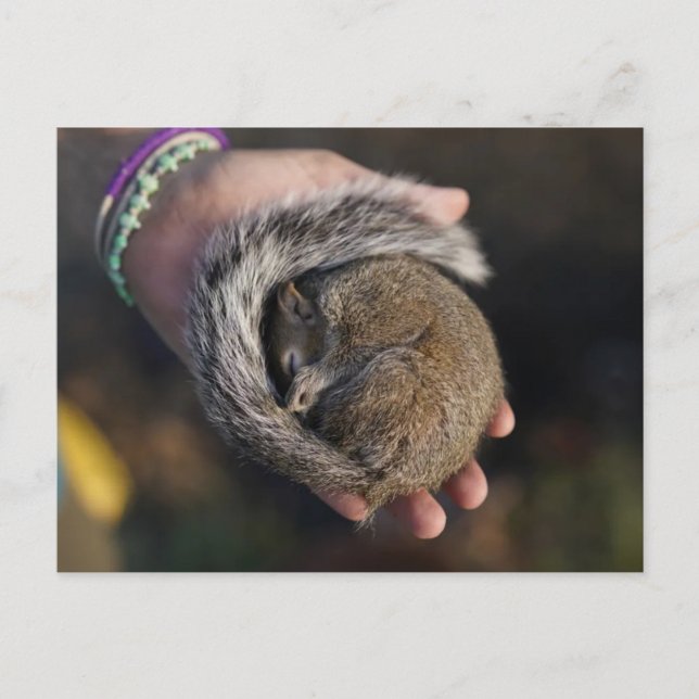 Cartão Postal Esquilo Dormindo (Frente)