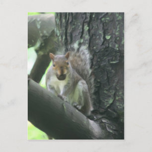 Cartão Postal Esquilo Em Cartaz De Arte Animal Em Árvore