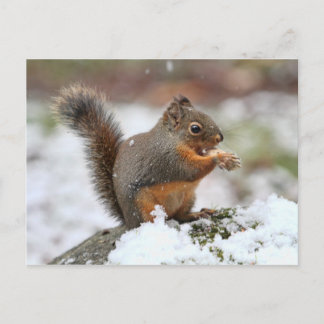 Cartão Postal Esquilo giro na foto da neve