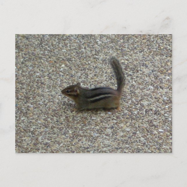 Cartão Postal Esquilo-listrado (Frente)