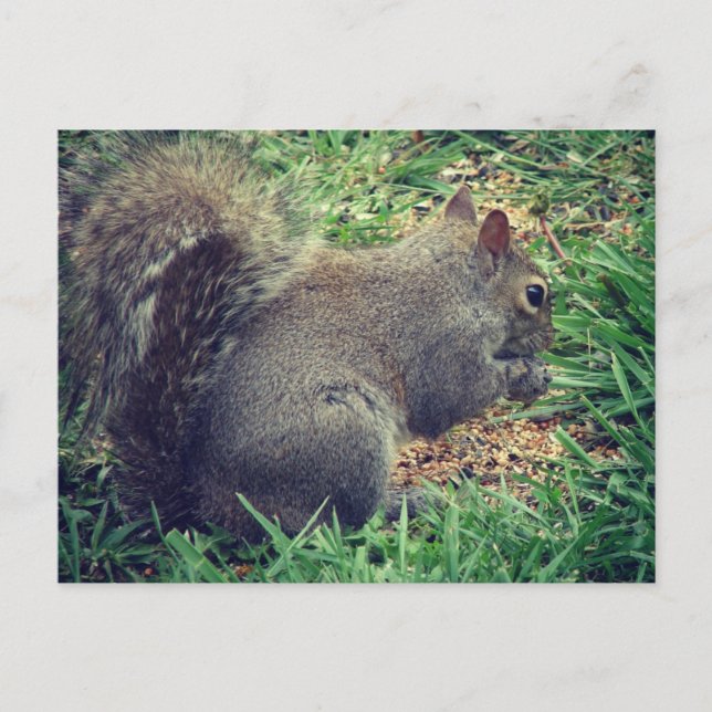 Cartão Postal Esquilo na Sementes de Aves (Frente)