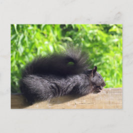 Cartão Postal Esquilo Negro Bebê Banho-Sol no Carril Balcony