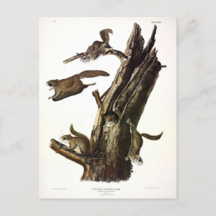 Cartão Postal Esquilo Voador Comum ou Sul, ou o Assapão