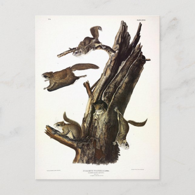 Cartão Postal Esquilo Voador Comum ou Sul, ou o Assapão (Frente)