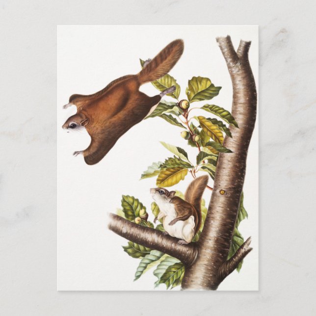 Cartão Postal Esquilo Voador de Oregon (Pteromys Origonensis) (Frente)