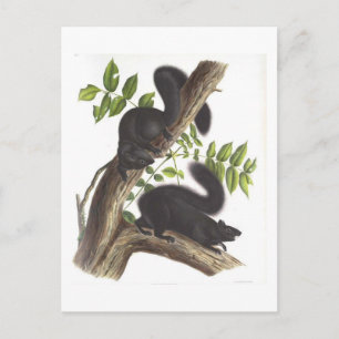 Cartão Postal Esquilos Pretos
