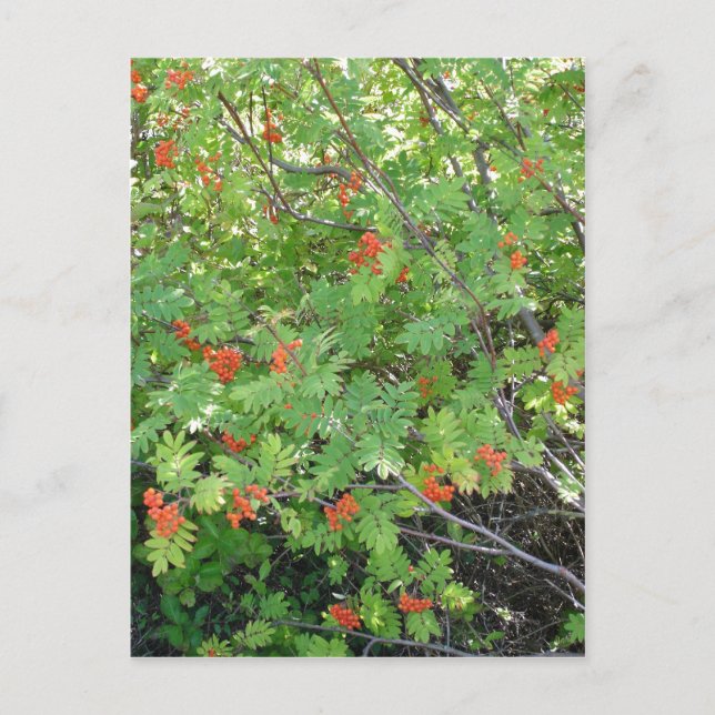 Cartão Postal Esta árvore se chama Rowan em inglês (científico e (Frente)