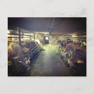 Cartão Postal Estábulo de vacas
