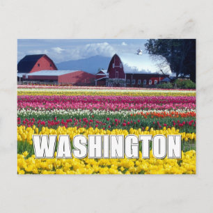 Cartão Postal Estado de Washington   Campo de tulipas   Obrigado