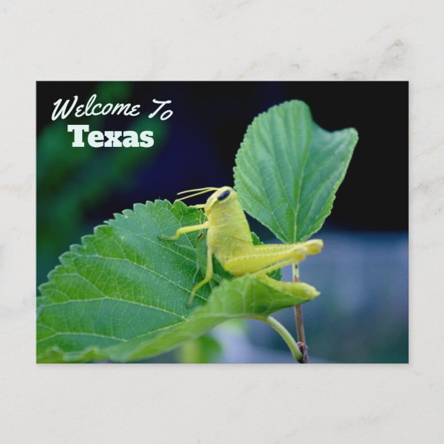 Cartão Postal Estado do Texas (Frente)