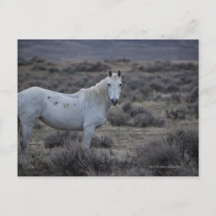 Cartão Postal estados unidos da américa em wyoming