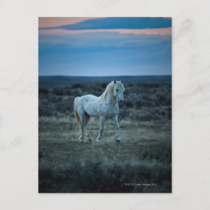 Cartão Postal estados unidos da américa em wyoming