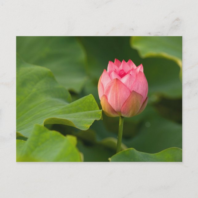 Cartão Postal Estados Unidos, DC, Washington, Kenilworth (Frente)