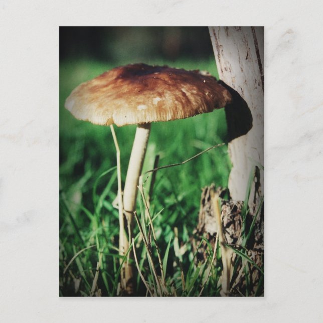 Cartão Postal Estaleiro (Frente)