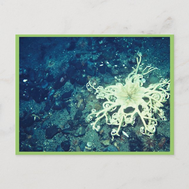 Cartão Postal Estaleiro (Frente)