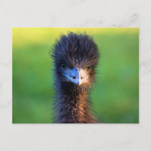 Cartão Postal "Estás a olhar para mim?" - Emu