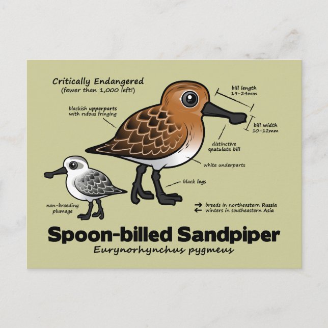 Cartão Postal Estatísticas de Sandpiper de bico aleatório (Frente)