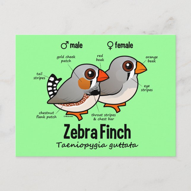 Cartão Postal Estatísticas de Zebra Finch (Frente)