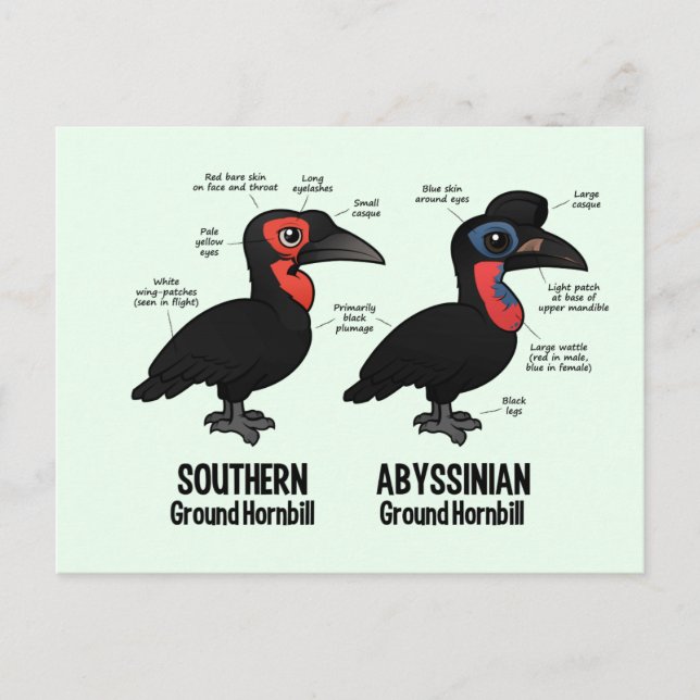Cartão Postal Estatísticas do Ground Hornbil (Frente)