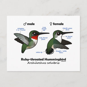 Cartão Postal Estatísticas do Hummingbird com garganta
