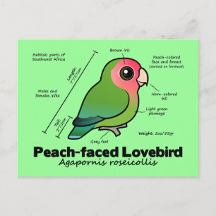 Cartão Postal Estatísticas do Lovebird com rosto perspicaz